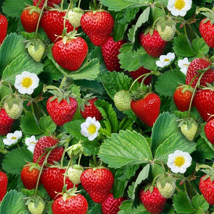 Orchard Harmony: Season's Finest Berry Medley